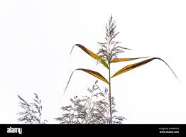 Attēlu rezultāti vaicājumam “Phragmites communis fruit”