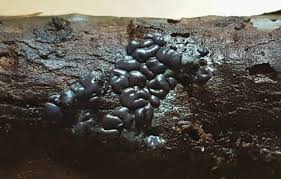 Attēlu rezultāti vaicājumam “Perichaena sp.”