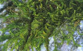 Attēlu rezultāti vaicājumam “Lophocolea heterophylla”