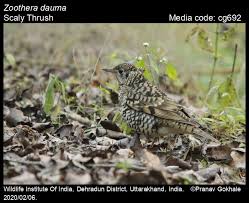 Image result for Zoothera dauma