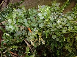 Attēlu rezultāti vaicājumam “Plagiomnium elatum”