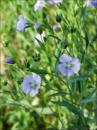 Attēlu rezultāti vaicājumam “Linum usitatissimum flower”