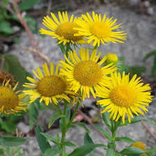 Attēlu rezultāti vaicājumam “Inula britannica bud”