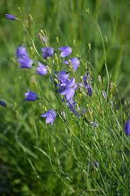 Image result for Campanula moesiaca
