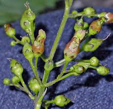 Attēlu rezultāti vaicājumam “Scrophularia nodosa fruit”