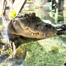 Image result for Alligator mississippiensis