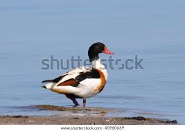 Attēlu rezultāti vaicājumam “Tadorna tadorna juvenile”