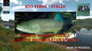 Image result for Salmo marmoratus