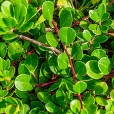 Attēlu rezultāti vaicājumam “Arctostaphylos uva-ursi leaf”
