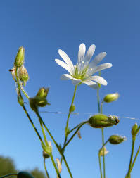 Attēlu rezultāti vaicājumam “Cerastium sylvaticum”