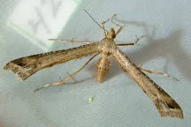 Attēlu rezultāti vaicājumam “Platyptilia sp.”