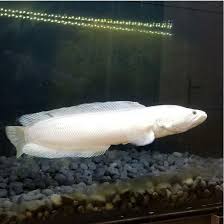 Image result for Channa argus