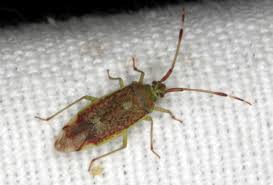 Attēlu rezultāti vaicājumam “Pantilius tunicatus imago”