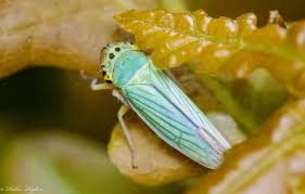 Attēlu rezultāti vaicājumam “Cicadella viridis female”