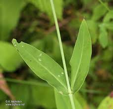 Attēlu rezultāti vaicājumam “Silene vulgaris leaf”