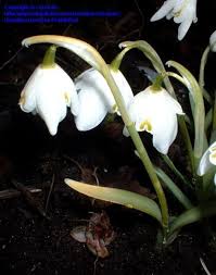 Attēlu rezultāti vaicājumam “Galanthus nivalis bud”