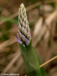 Attēlu rezultāti vaicājumam “Orchis militaris leaf”