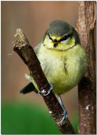 Attēlu rezultāti vaicājumam “Cyanistes caeruleus juvenile”