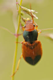 Attēlu rezultāti vaicājumam “Diachromus germanus”