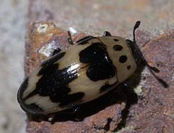 Attēlu rezultāti vaicājumam “Erotylidae”