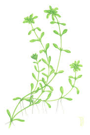 Attēlu rezultāti vaicājumam “Callitriche verna”