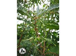 Attēlu rezultāti vaicājumam “Quercus robur fo. pectinata”