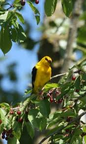 Attēlu rezultāti vaicājumam “Oriolus oriolus”