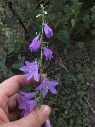 Image result for Campanula rapunculoides