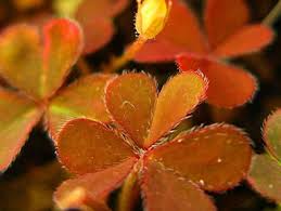 Attēlu rezultāti vaicājumam “Oxalis acetosella leaf”