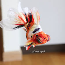 Image result for 出目金