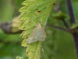 Attēlu rezultāti vaicājumam “Udea lutealis”