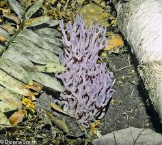 Attēlu rezultāti vaicājumam “Clavaria zollingeri”