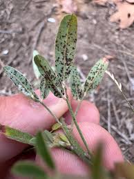 Attēlu rezultāti vaicājumam “Ochropsora ariae”