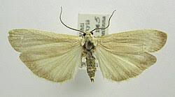 Attēlu rezultāti vaicājumam “Eilema depressa”