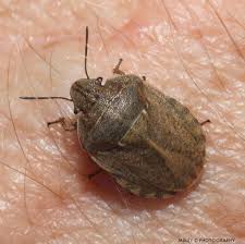 Attēlu rezultāti vaicājumam “Eurygaster testudinaria”