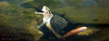 Attēlu rezultāti vaicājumam “Tortula lingulata macro”