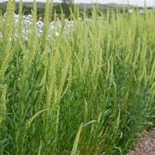 Image result for Reseda luteola