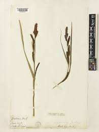 Attēlu rezultāti vaicājumam “Carex acutiformis flower”