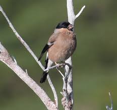 Attēlu rezultāti vaicājumam “Pyrrhula pyrrhula female”