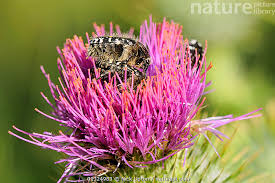 Attēlu rezultāti vaicājumam “Oxythyrea funesta”