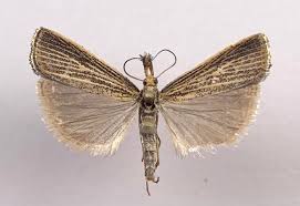 Attēlu rezultāti vaicājumam “Crambus”