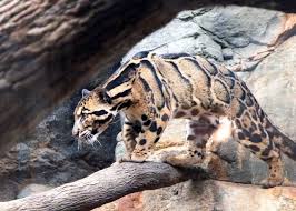 Image result for Essex Leopards