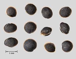 Attēlu rezultāti vaicājumam “Spergula arvensis”