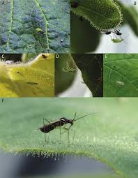 Attēlu rezultāti vaicājumam “Dicyphus nymph”