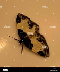 Attēlu rezultāti vaicājumam “Mesoleuca albicillata”