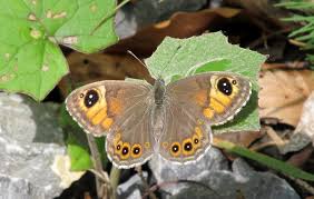 Attēlu rezultāti vaicājumam “Lasiommata maera underside”