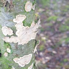 Attēlu rezultāti vaicājumam “Stereum rugosum”