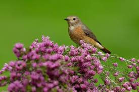 Attēlu rezultāti vaicājumam “Phoenicurus phoenicurus female”