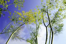 Attēlu rezultāti vaicājumam “Anethum graveolens”