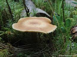 Attēlu rezultāti vaicājumam “Polyporus ciliatus”